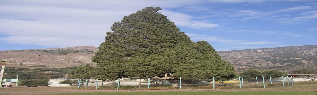سرو هرزویل, درختی با قدمت سه هزار ساله (قسمت اول)
