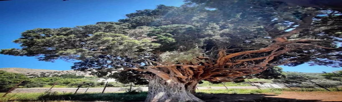 سرو هرزویل, درختی با قدمت سه هزار ساله (قسمت دوم)