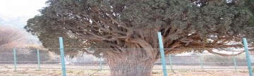سرو هرزویل, درختی با قدمت سه هزار ساله (قسمت سوم)